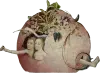 Gekke Bosch